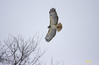 Red tailed Hawk